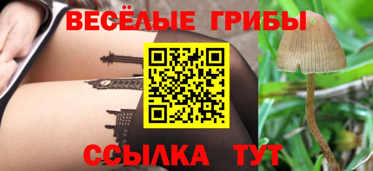 где найти наркотики  Галлюциногенные грибы Magic Shrooms  Вход с VPN  Гурьевск  Псилоцибиновые грибы Psilocybine cubensis 